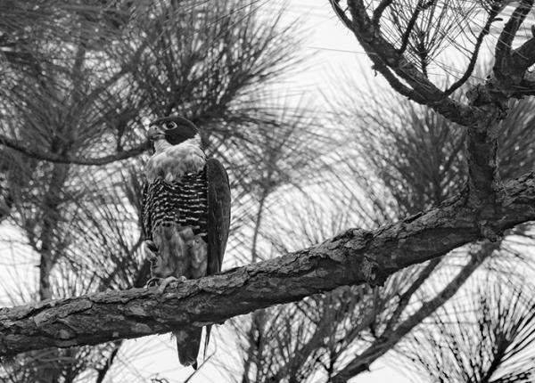 Orange-Breasted Falcon image 1