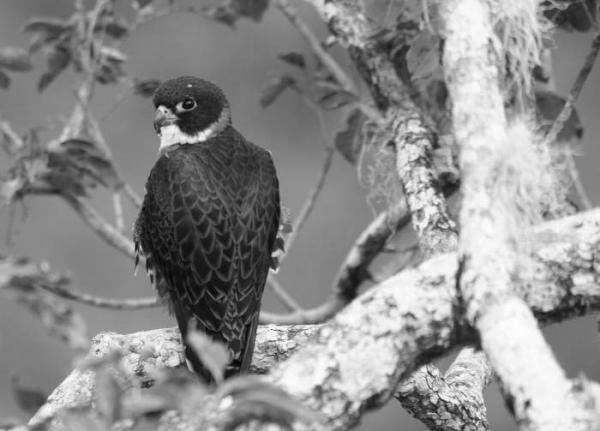 Orange-Breasted Falcon image 3